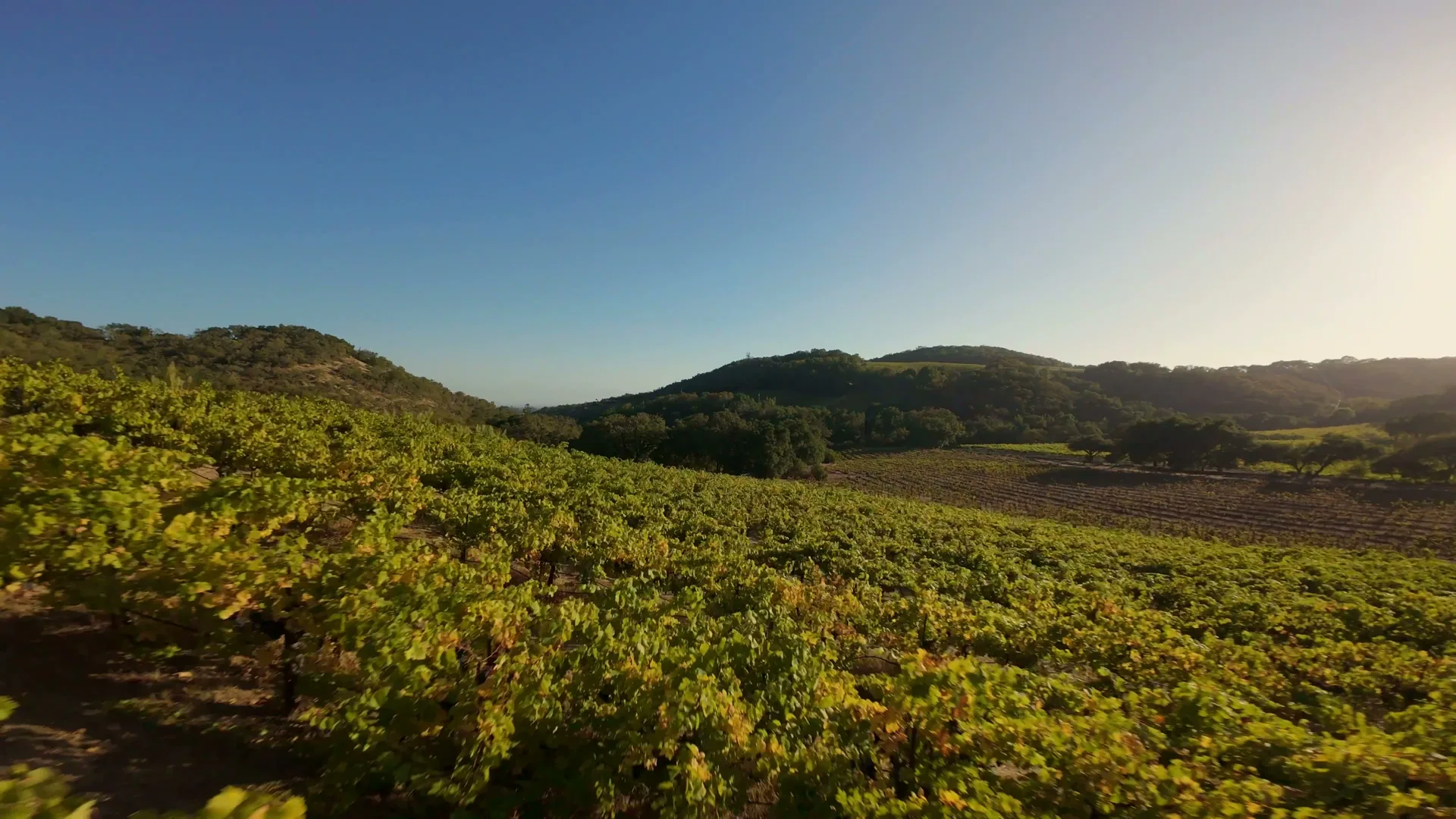 Vineyard hillside on Moon Mountain above Sonoma, California
